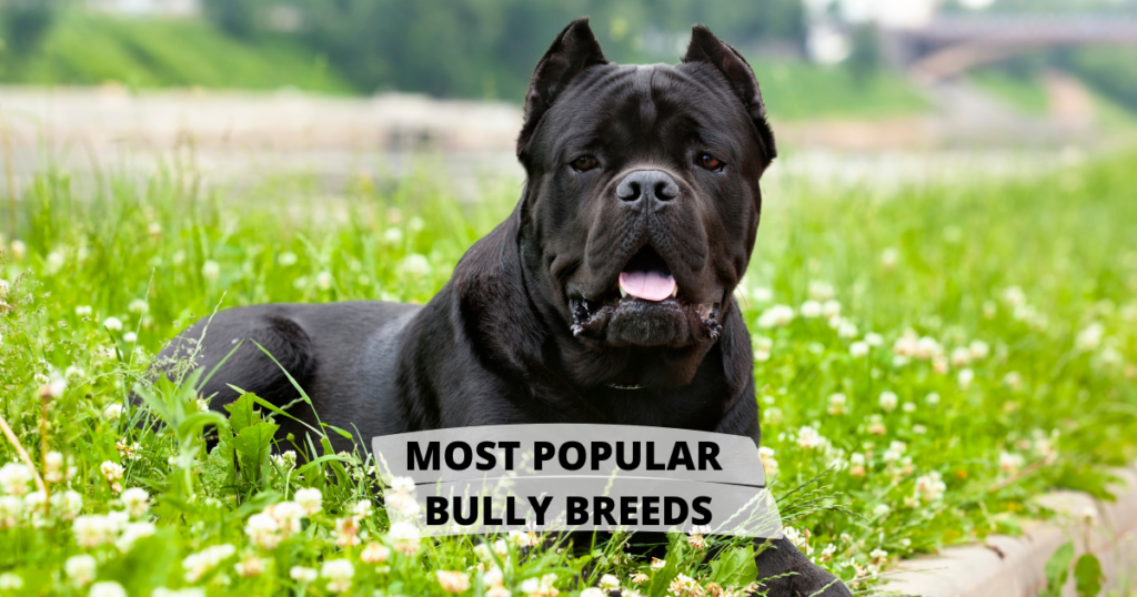 Most Popular Bully Breeds￼