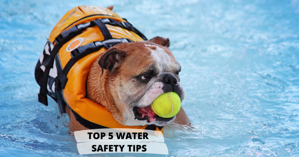 Top 5 Water Safety Tips for Bulldogs￼