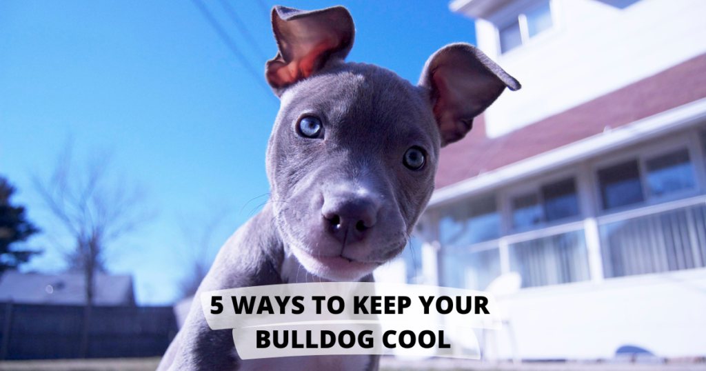 5 Fun Ways To Keep Your Bulldog Cool