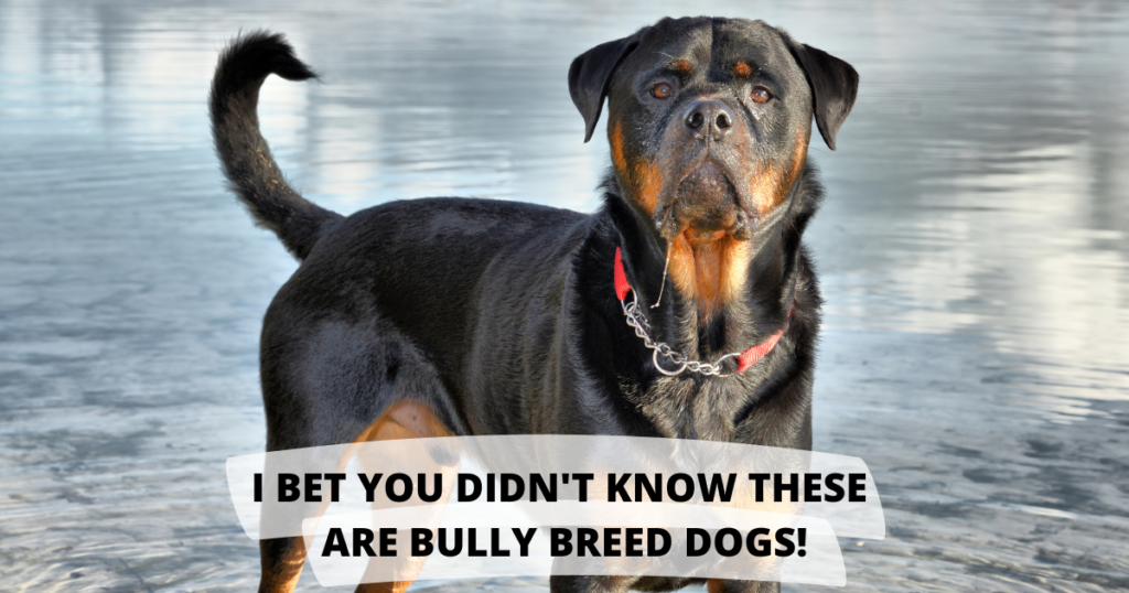 I Bet You Didn’t Know These Are Bully Breed Dogs!