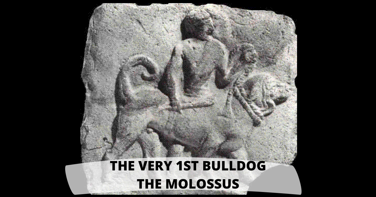 The Very First Bulldog: The Molossus