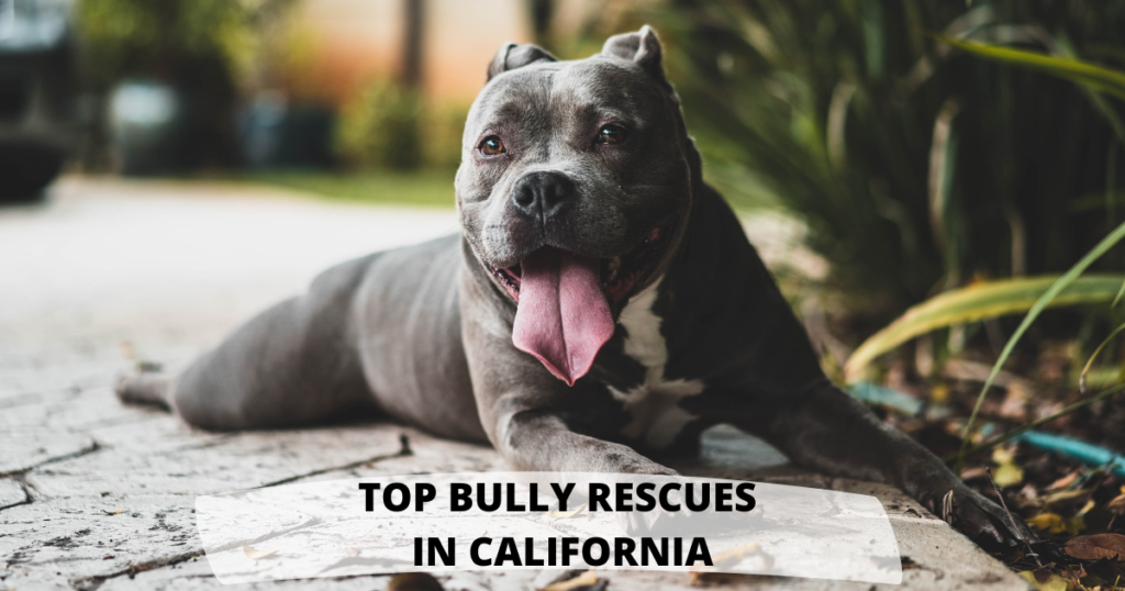 Top Bully Rescues in California