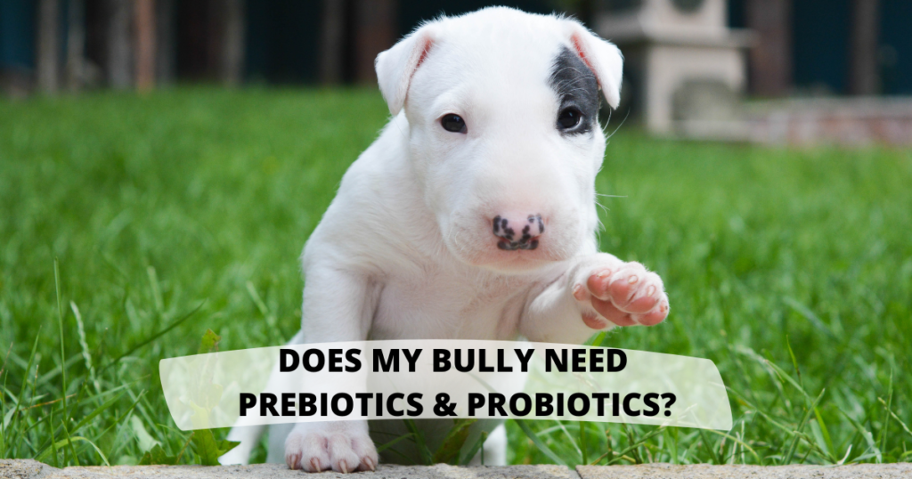 Does My Bully Breed Need Prebiotics & Probiotics?