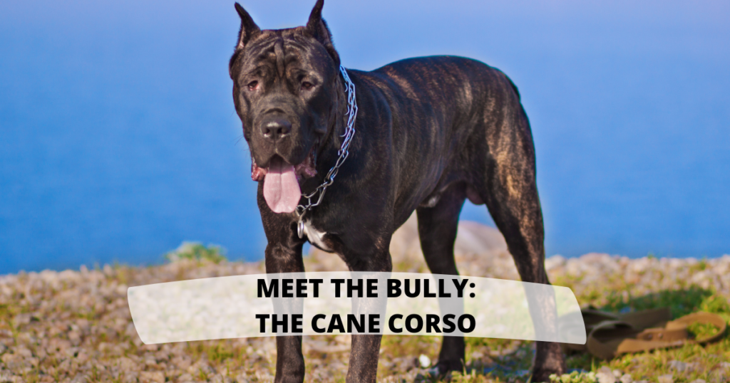 Meet the Bully: The Cane Corso