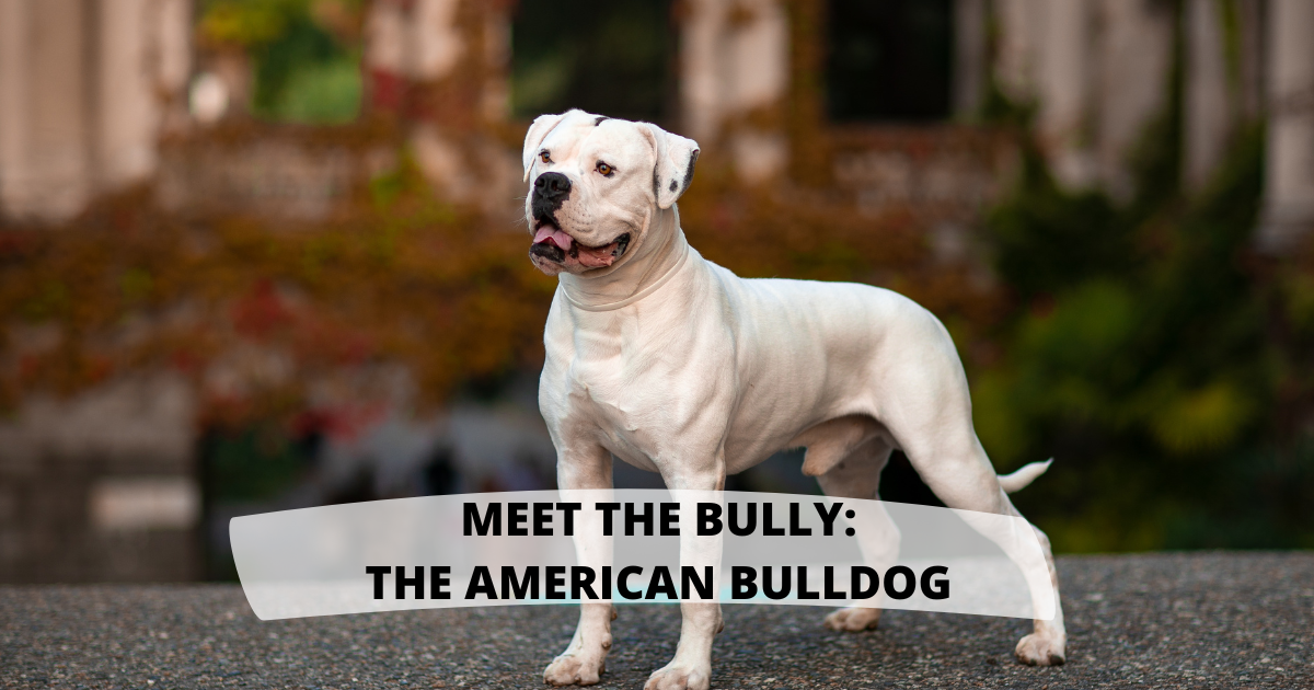 Meet the Bully: The American Bulldog