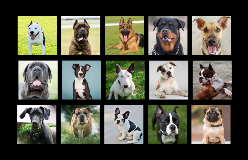IS YOUR DOG A BULLY? – RESPONSIBLE BULLY OWNERSHIP BLOG