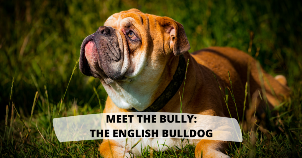Meet the Bully: The English Bulldog