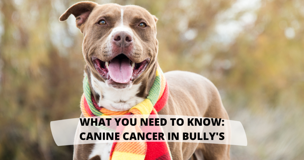 What You Should Know About Canine Cancer In Bully Breeds