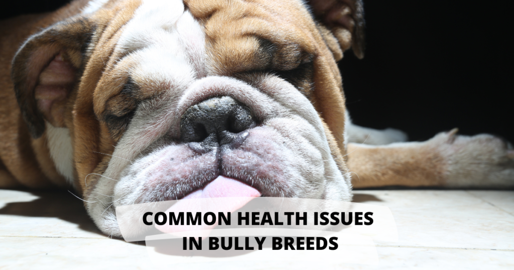 Common Health Issues in Bulldogs