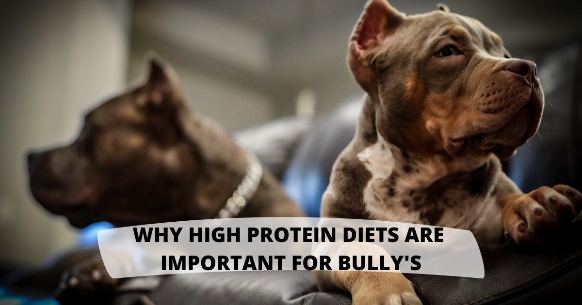 Why High Protein Diets are Important For Bully Breeds