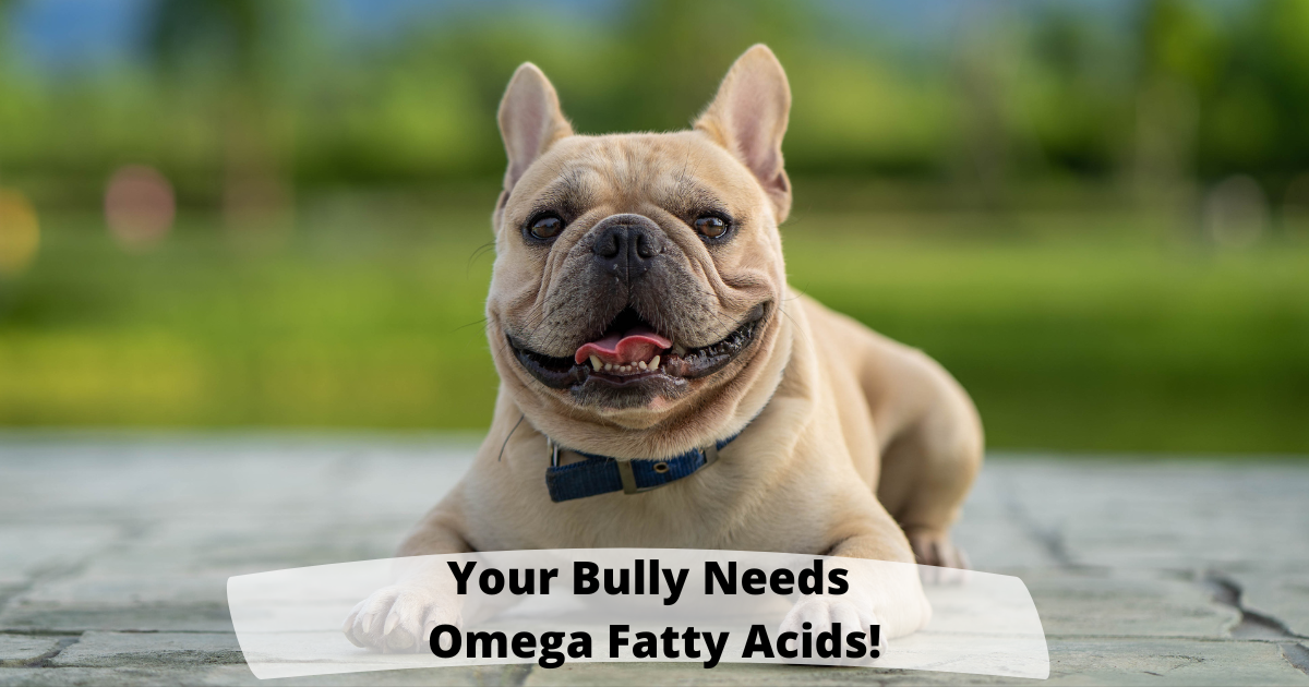 Your Bully Needs Omega Fatty Acids!