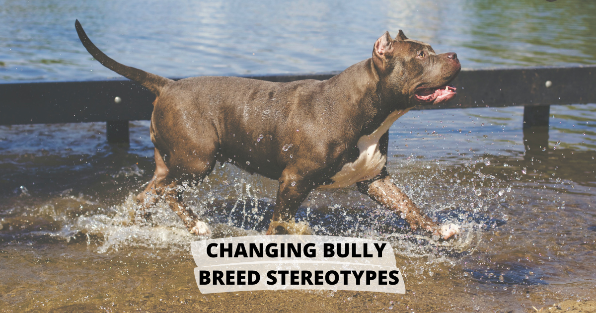 Changing Bully Breed Stereotypes