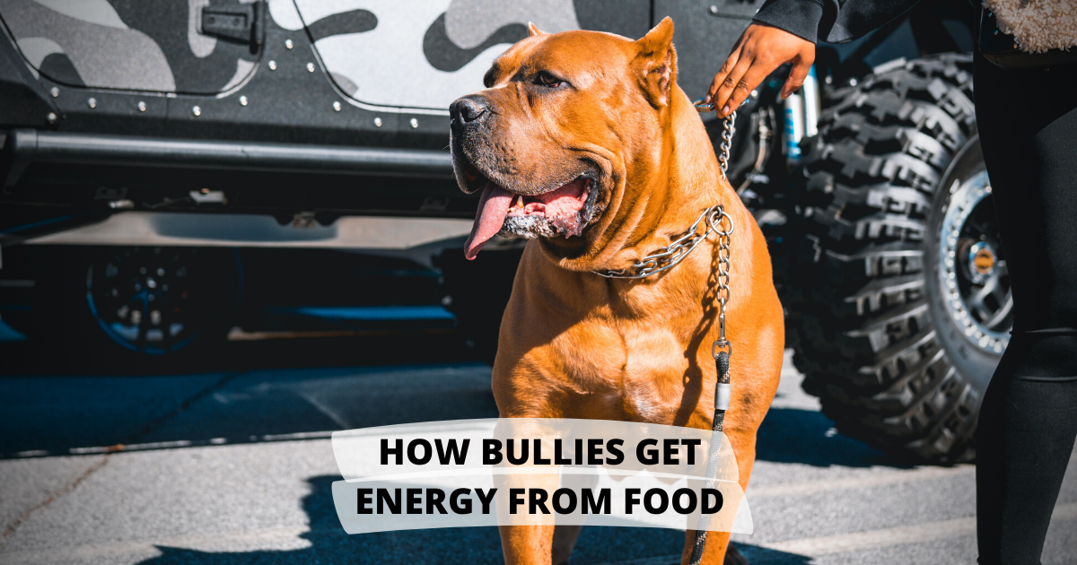 How Bully Breeds Get Energy From Dog Food