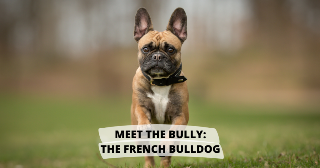 Meet the Bully: The French Bulldog