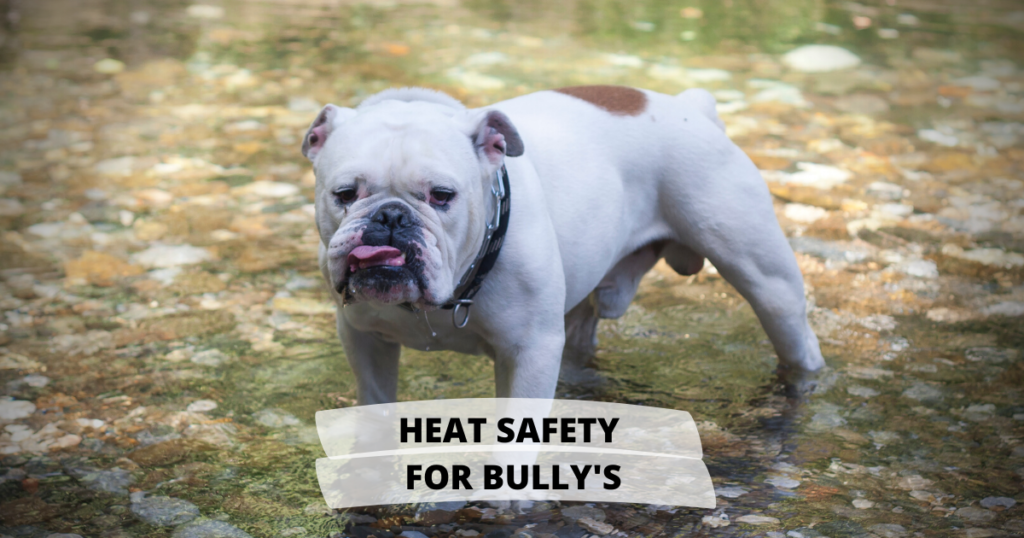 Heat Safety for Bully Breed Dogs