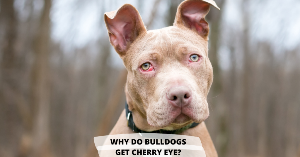 Understanding Cherry Eye in Bulldogs and Bully Breeds: Prevention and Treatment