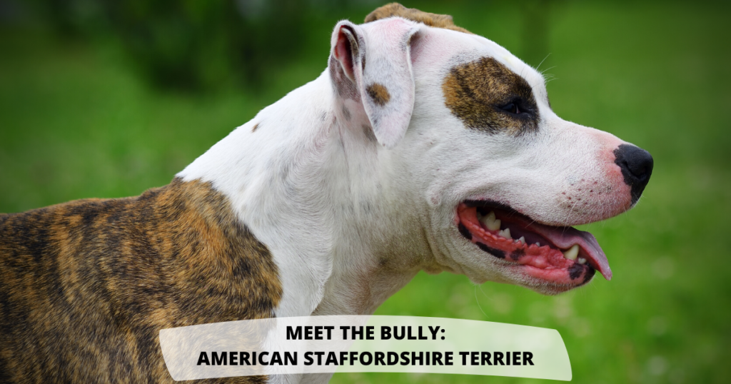 Meet the Bully: The American Staffordshire Terrier