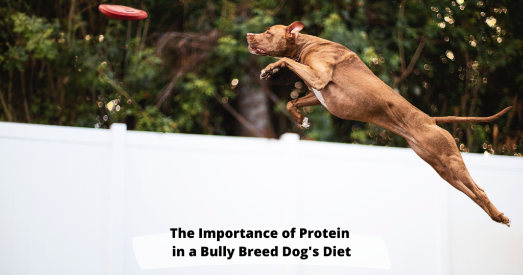 Why is High Protein Vital in a Bully Breed Dog’s Diet?