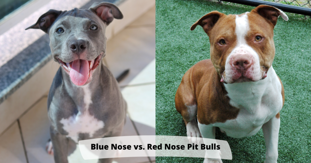 Blue Nose vs. Red Nose Pit Bulls