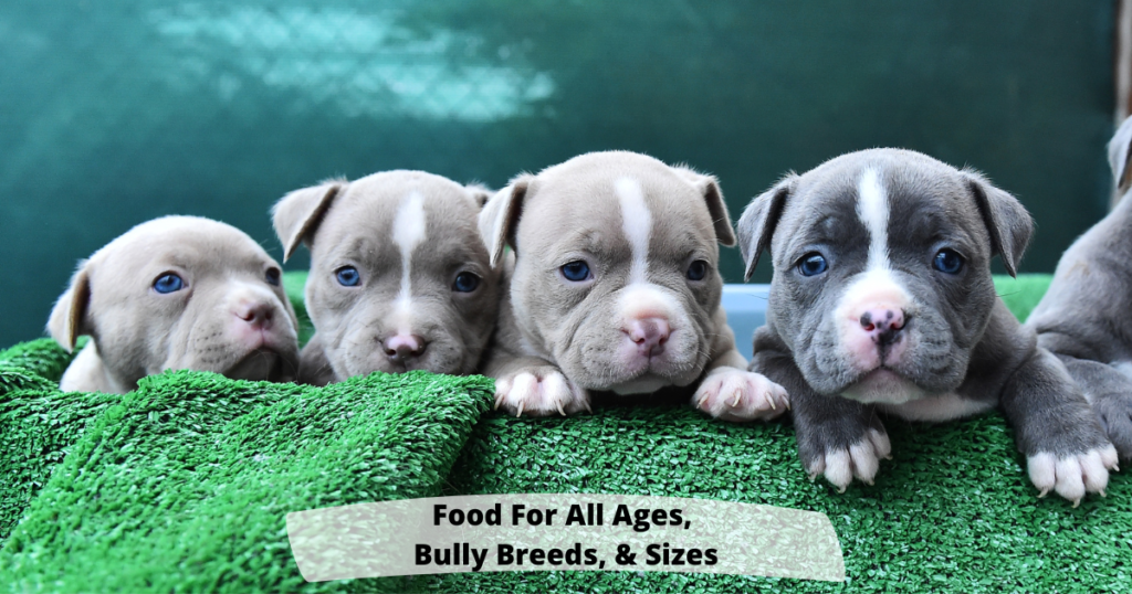 Benefits of Feeding One Food, For All Ages, Bully Breeds, and Sizes