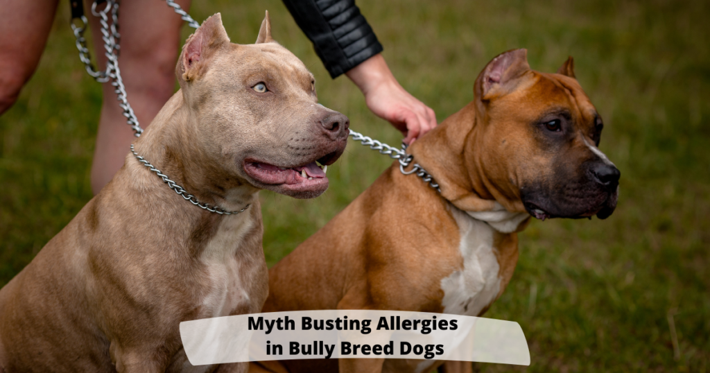Myth Busting Allergies in Bully Breed Dogs