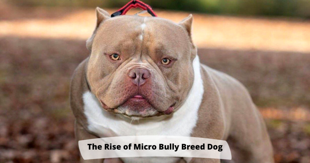 Meet the Micro Bully