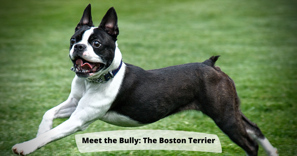 Meet the Bully: The Boston Terrier