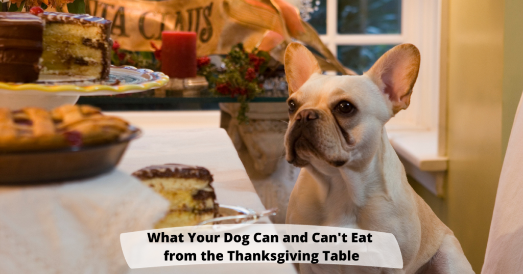 What Your Dog Can and Can’t Eat from the Thanksgiving Table