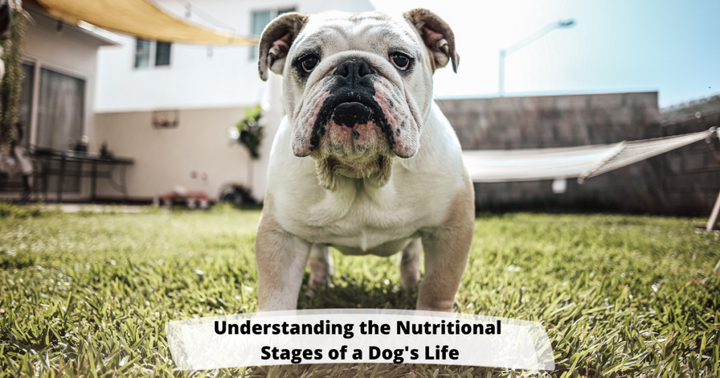 Understanding the Nutritional Stages of a Dog’s Life