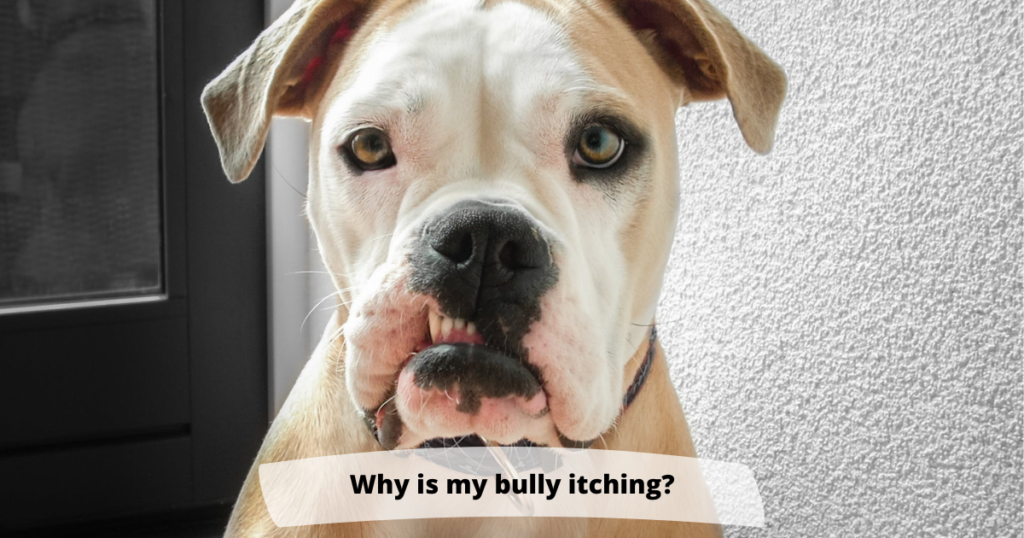 Why Is My Bully Itching?