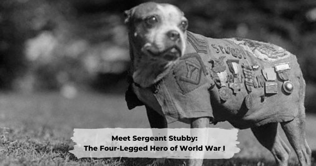Meet Sergeant Stubby: The Four-Legged Hero of World War I 