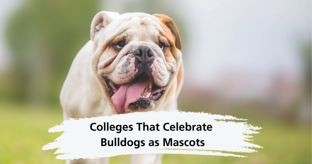Colleges That Celebrate Bulldogs as Mascots