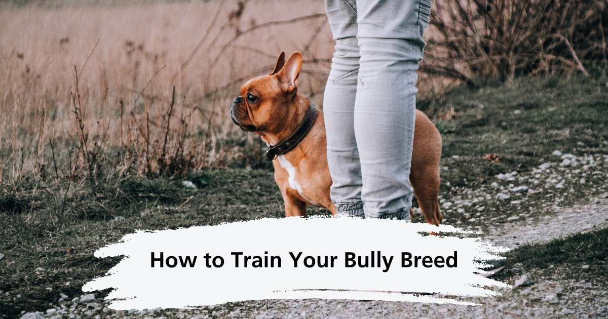 How to Train Your Bully Breed: 8 Tips for Raising a Well-Behaved Companion