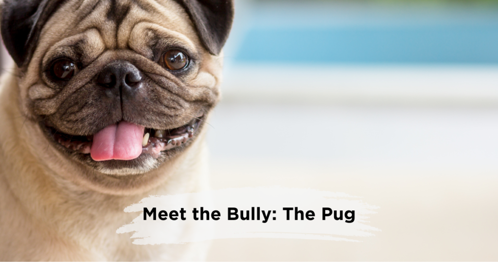 Meet The Bully: The Pug