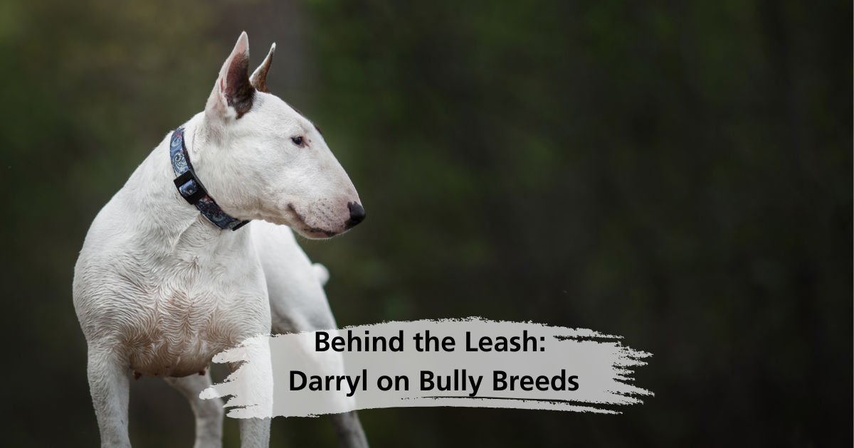 Behind the Leash: Darryl on Bully Breeds