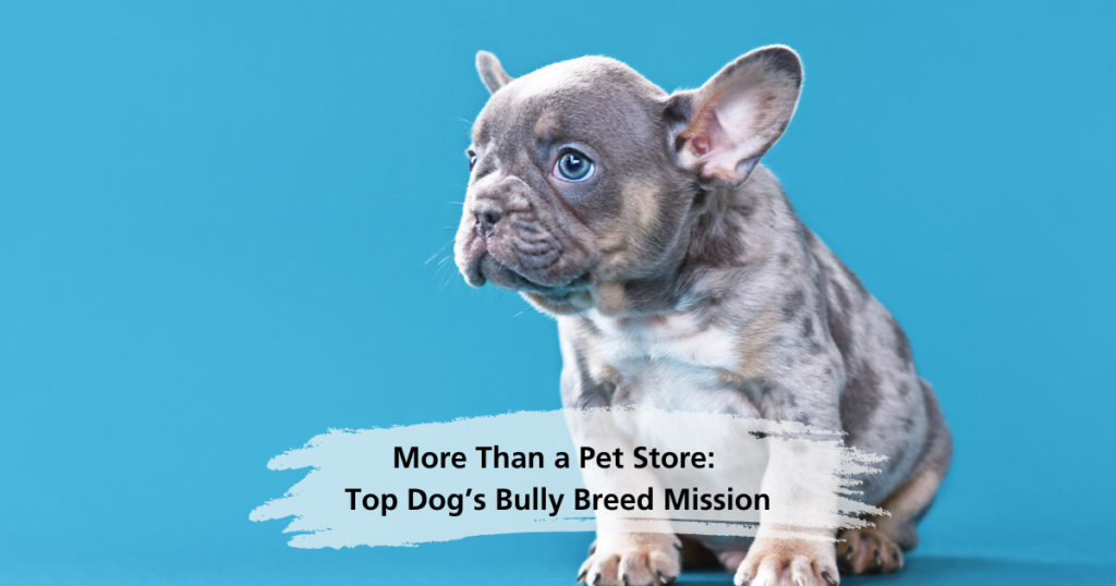 More Than a Pet Store: Top Dog’s Bully Breed Mission