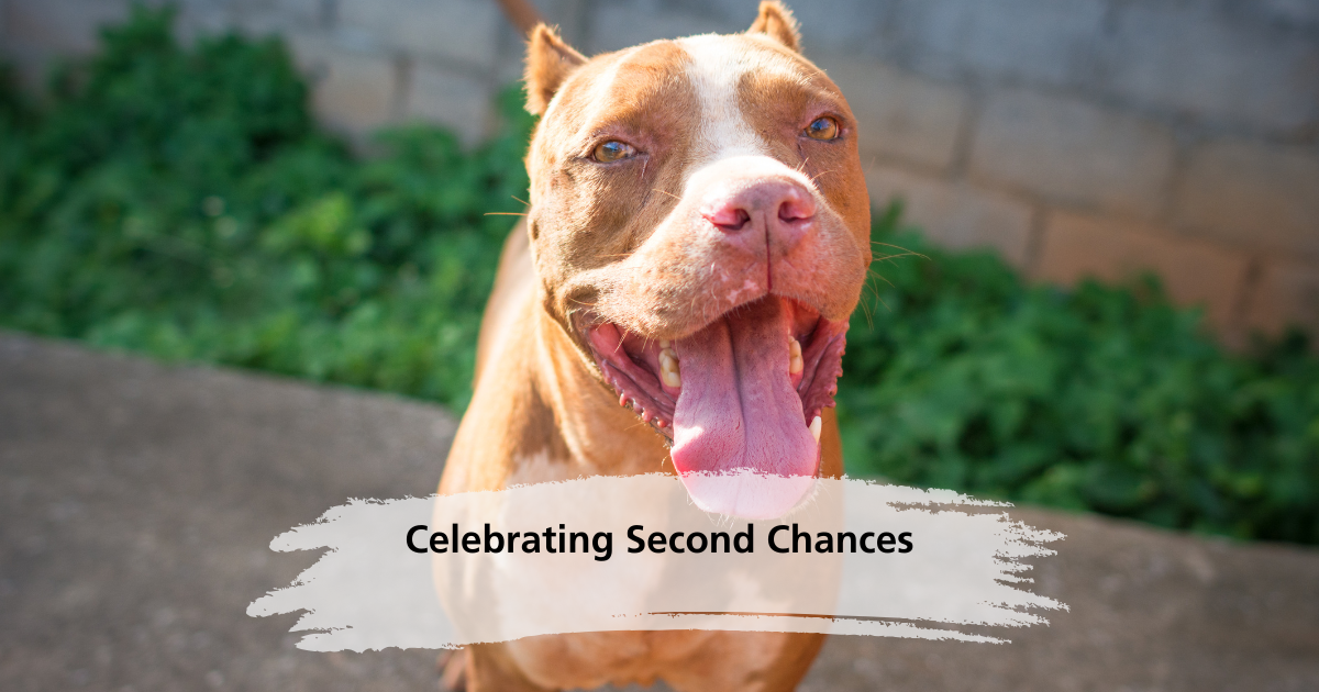 Celebrating Second Chances: National Adopt a Shelter Dog Month and Pit Bull Awareness Month