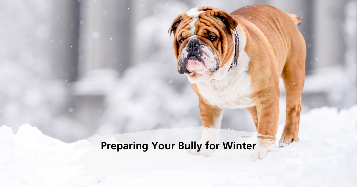 Preparing Your Bully for Winter