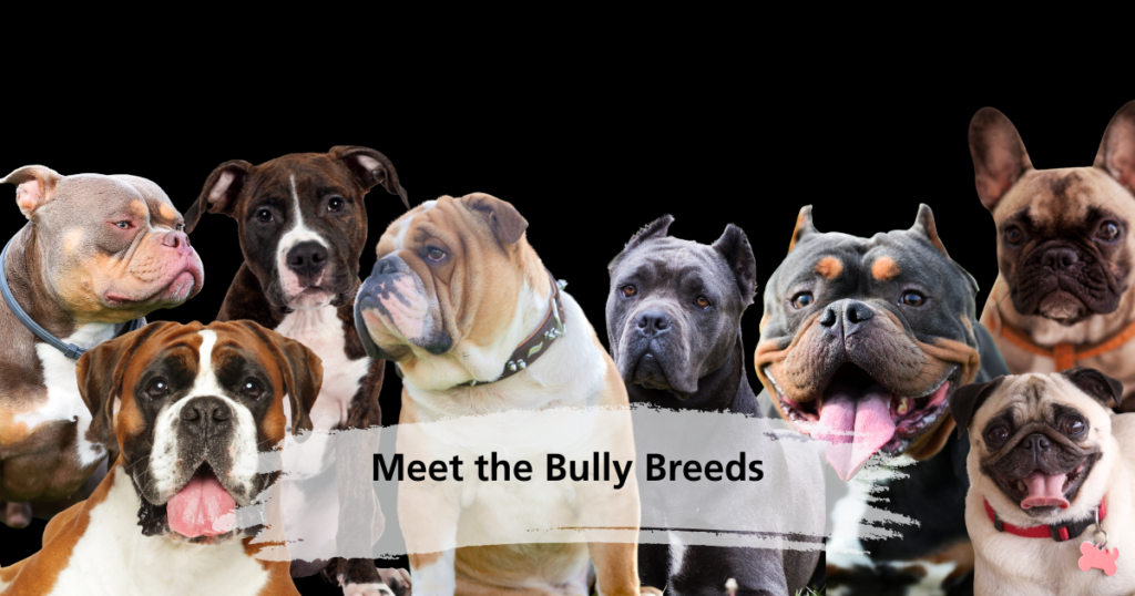 Meet the Bully Breeds: Strong, Loyal, and One in Five Dogs