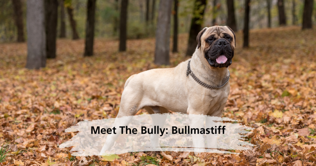 Meet The Bully: The Bullmastiff