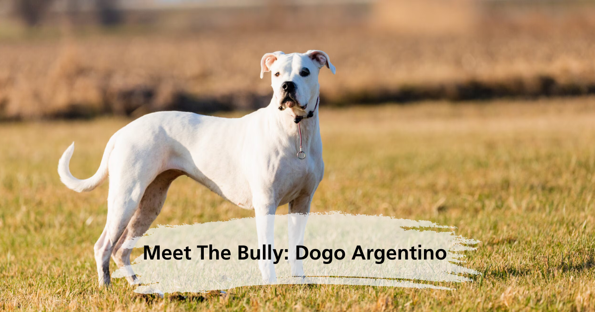 Meet The Bully: Dogo Argentino